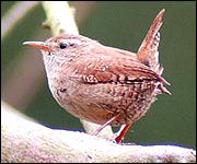 Wren