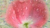 Pink Poppy &...