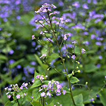 Brunnera macrophylla