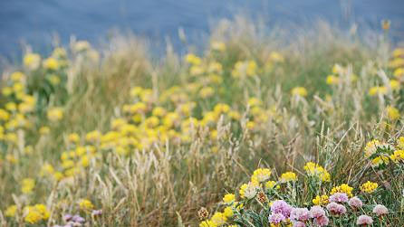 flowers2.jpg