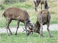 Red Deer rutting