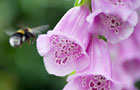 By collecting polllen, bees pollinate flowers