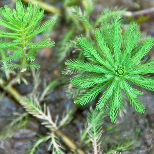 Parrot's Feather (Myriophyllum aquaticum)