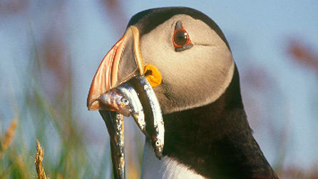 puffin1.jpg