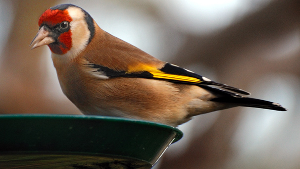 Goldfinch on garden bird feeder