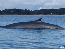 Fin_whale