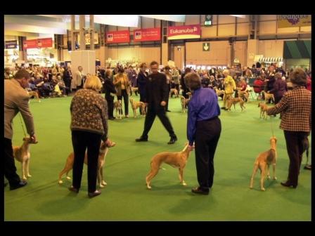 crufts.JPG