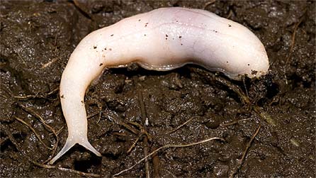 Ghost slug. Photo: Amgueddfa Cymru - National Museum Wales