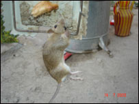 کورني موږکان