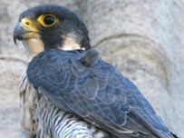 Peregrine Falcon
