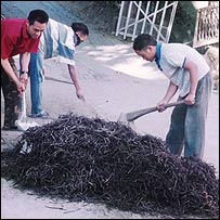 चूहों की पूँछें को जलाते लोग