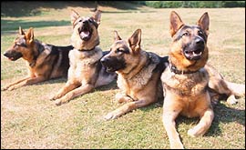 German Shepherds
