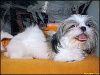 O cachorro Puddles. Cortesia: Alice Echo-News.