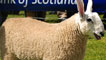 Border Leicester sheep