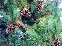 د جلغوزې، غوزې په ونې کې