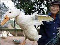 Ptačí chřipka (ilustrační foto)