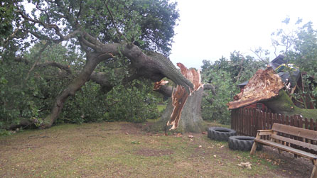 A damaged oak tree at Ysgol Bro Cinmeirch. Photo courtesy of Denbighshire Council