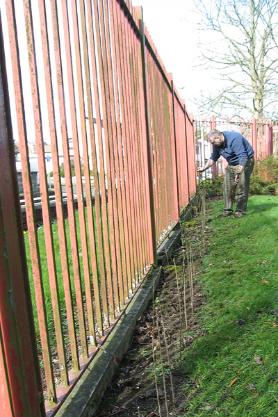 The hedgrow is now planted along the railing at the Radio Foyle studio.