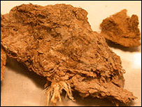 fóssil de fezes - foto de Dennis Jenkins