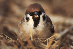 tree-sparrow.jpg