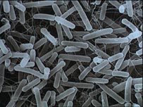 माइक्रोस्कोप से दिखते बैक्टीरिया