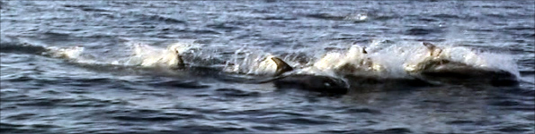 White beaked dolphins off the Northumberland Coast