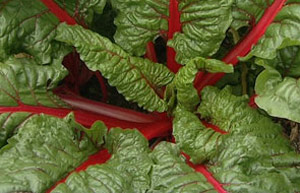 Ruby chard