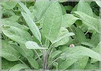 sage - Salvia Officinalis