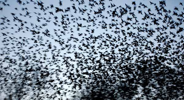 Starling murmuration by Sharon Williams