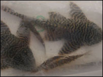 Peixes descobertos no aeroporto de Melbourne