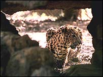 तेंदुआ (फ़ाइल फ़ोटो)