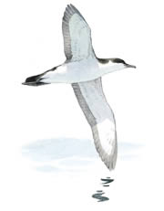 Manx Shearwater in flight (pic from RSPB website)