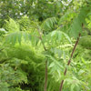 Rhus typhina