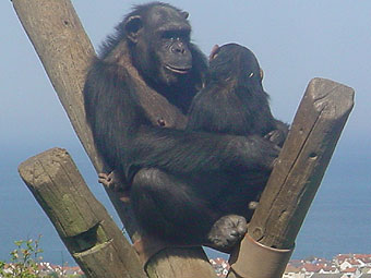 Mam a phlentyn tsimpansî