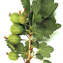 Gooseberries