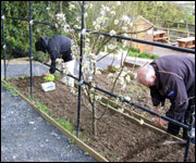 Planting in the garden