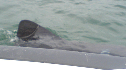 BBC Radio Foyle - Surf Gallery 40