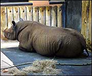 Sita resting in her enclosure