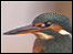 Kingfisher. Photo: Terry Cavner