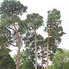 Pinus sylvestris