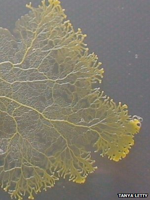 Slime mould Physarum polycephalum
