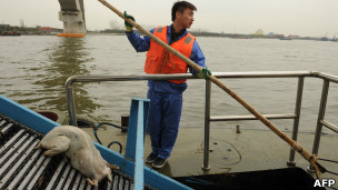 上海環衛工人打撈死豬