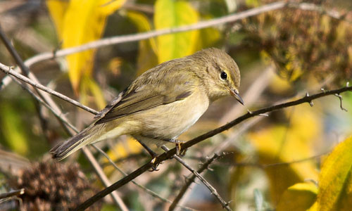 chiffchaff_500.jpg