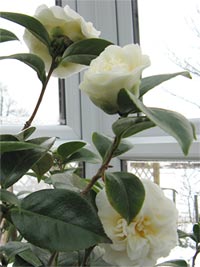 Camellia japonica Moshe Dayan