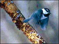 پرنده خوش پر