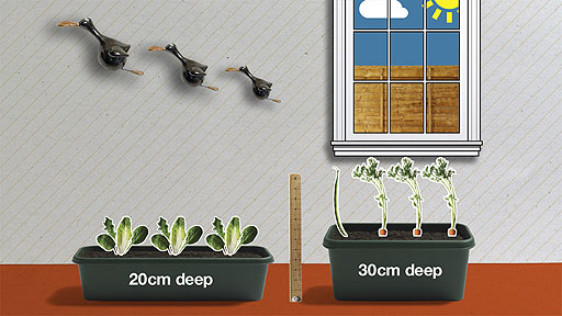 A 20cm deep windowbox with salad leaves in it, and a 30cm deep windowbox with carrots.