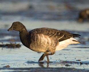 Light-bellied Brent Goose by Richard Taylor-Jones