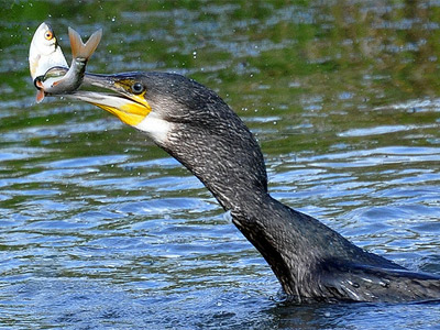 The cormorant and the roach by Tony Llewellyn