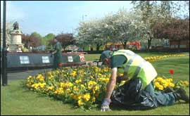 One of the gardeners in Stratford's beautiful Bancroft gardens 