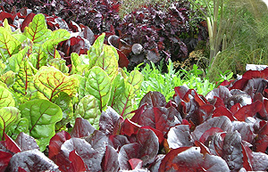 Mixed salad leaves